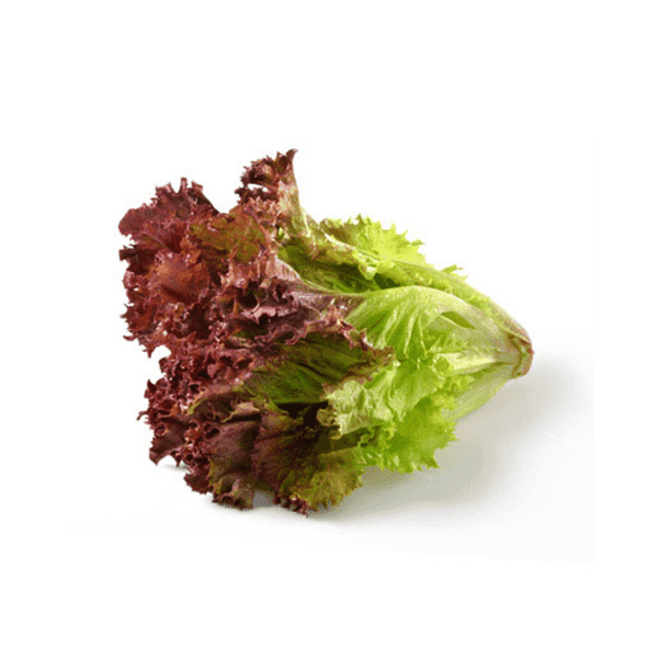 Kırmızı Kıvırcık Marul