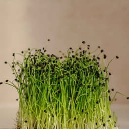 Frenk Soğanı Filizi 20g