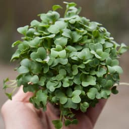 Beyaz Turp Filizi 50g