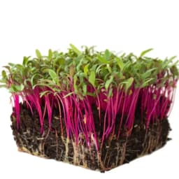 Kırmızı Pancar 25g