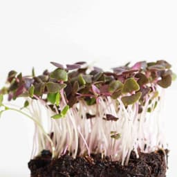 Fesleğen & Reyhan Karışım Filizi 25g