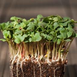 Beyaz Turp Filizi 50g