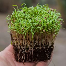 Dere Otu  Filizi 25g