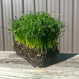 Frenk Soğanı Filizi 20g