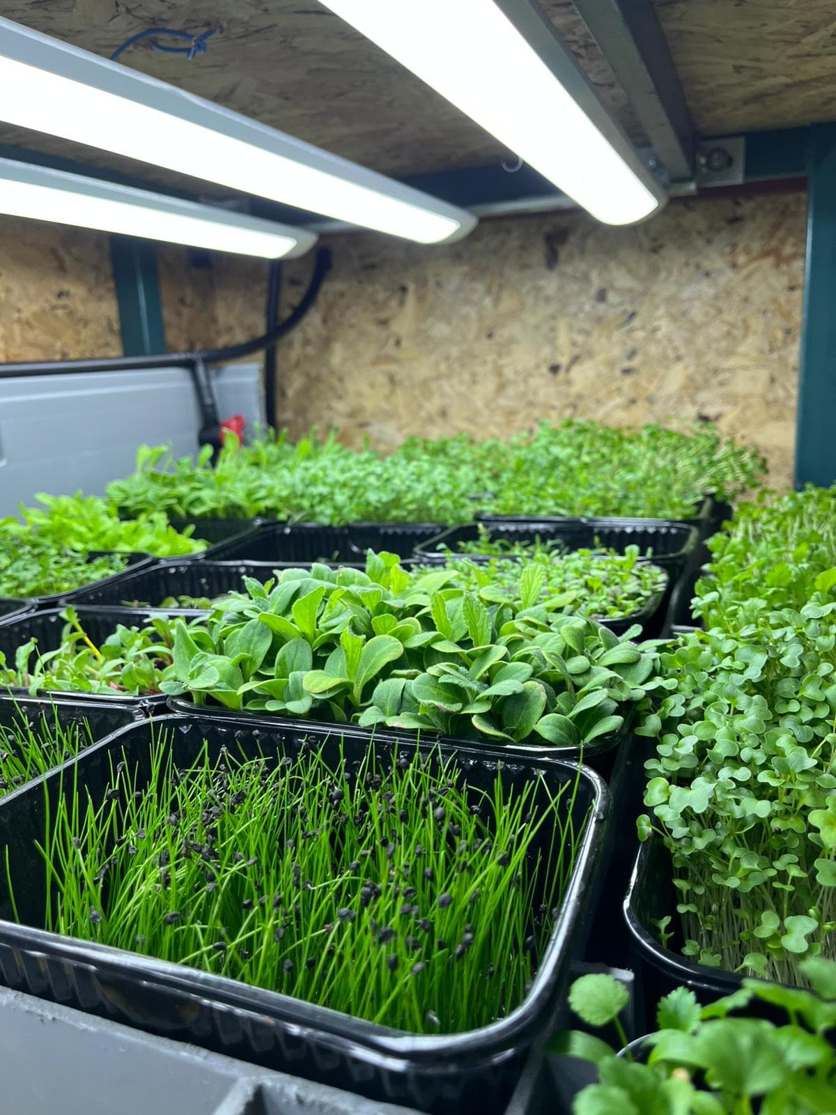 Yenilebilir Çiçekler