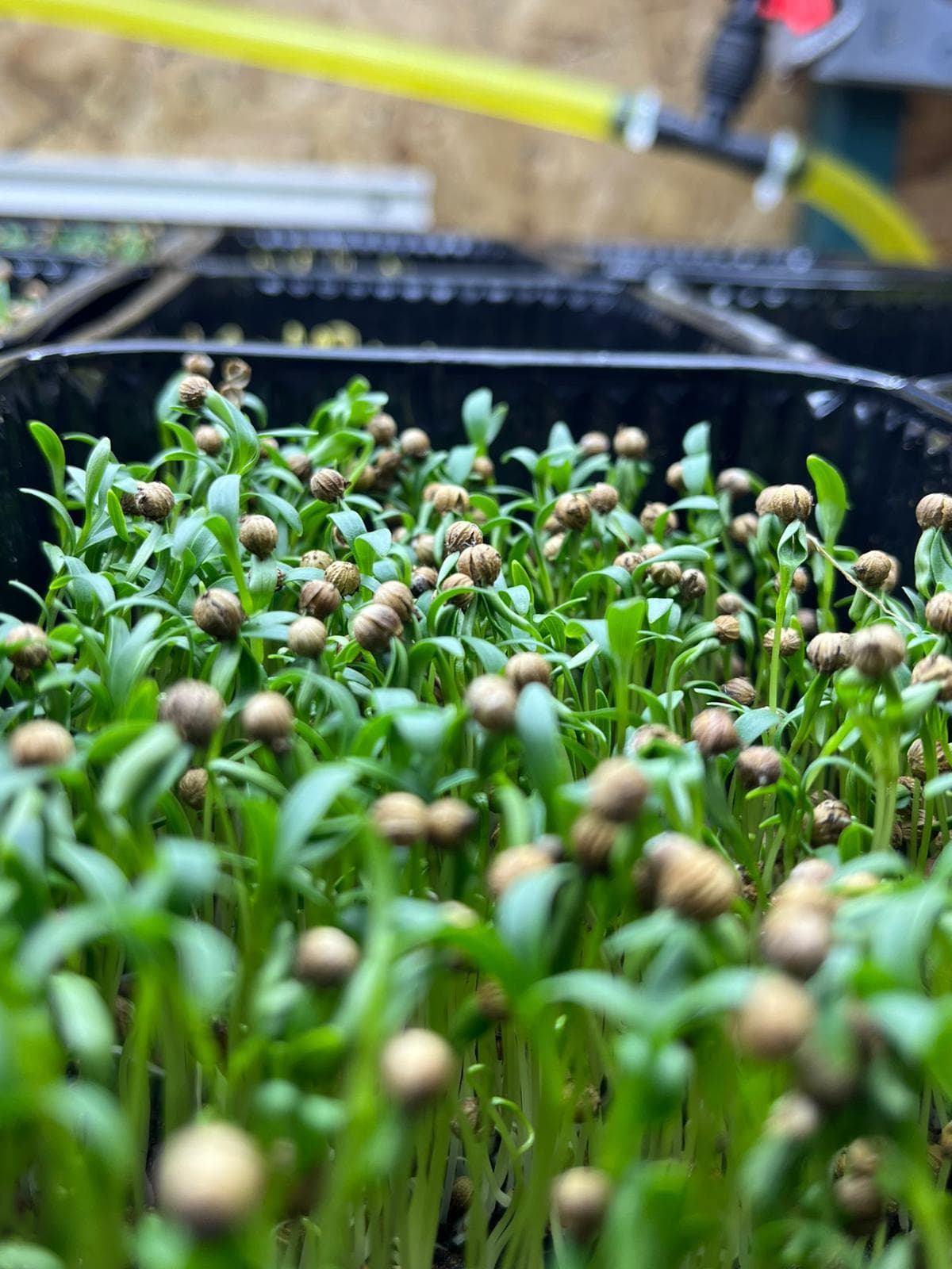 Dekoratif Yenilebilir Çiçekler