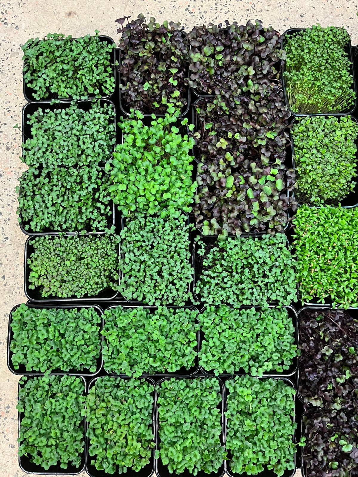 Taze Aromatik Bitkiler